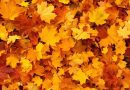 autumn, leaves, foliage
