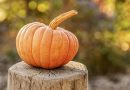 harvest, pumpkin, autumn